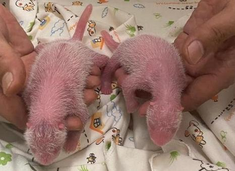 大熊猫“盈盈”诞下的龙凤胎将留港接受照顾